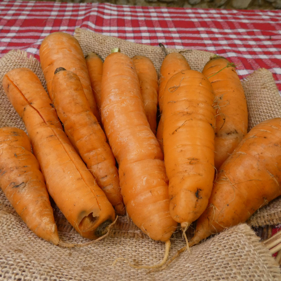 carotte bio